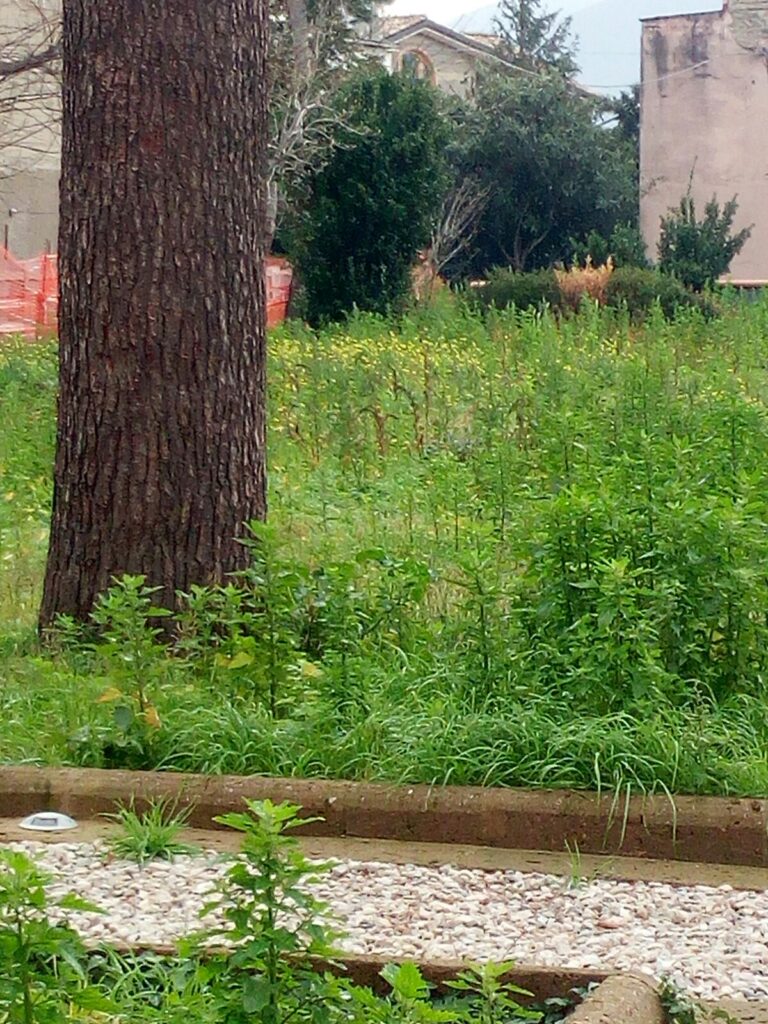 AVELLA. Palazzo Ducale, la Cacace attacca: “Dov’è la pulizia del giardino? Sta diventando un bosco…” FOTO
