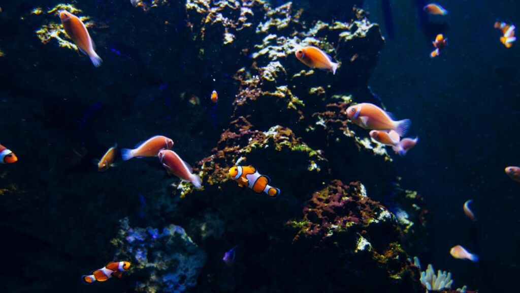 Il pesce che stordisce le prede e allontana i rivali - mandamentonotizie.it - 20250526