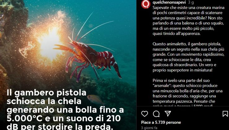 Il pesce dinamite, le sue caratteristiche - mandamentonotizie.it - 20250526