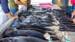 Pesce, allarme per la salute dei consumatori - mandamentonotizie.it - 20250529