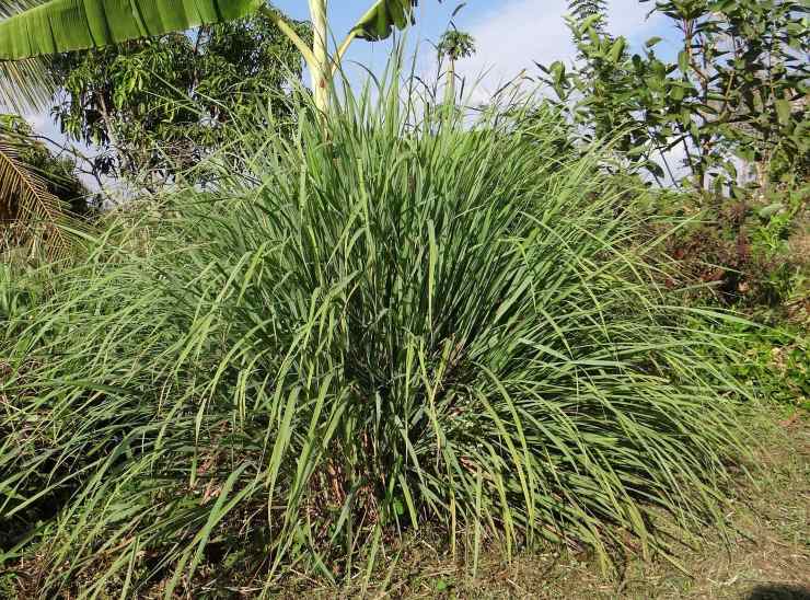 citronella pianta