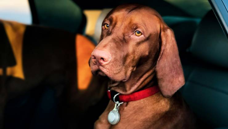 Abbandono animali, cosa rischiano gli automobilisti - mandamentonotizie.it - 20250610