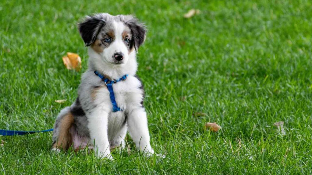 Cani in strada, multe per gli automobilisti - mandamentonotizie.it - 20250610