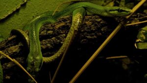 In Italia il borgo delle vipere - mandamentonotizie.it - 20250606