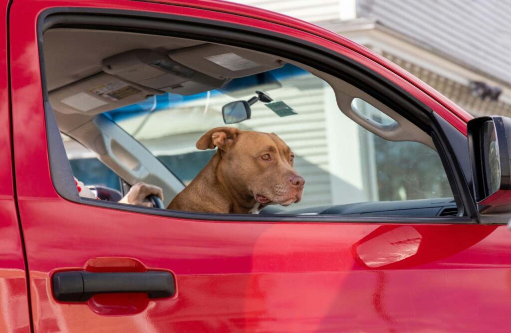 cane in auto