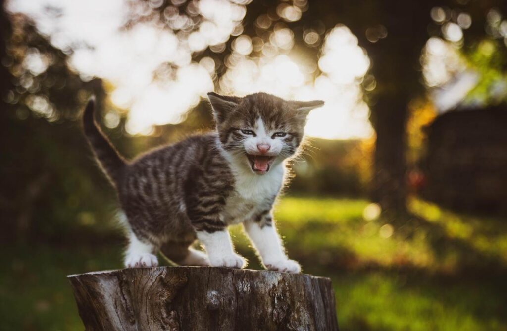 gatto psicologia