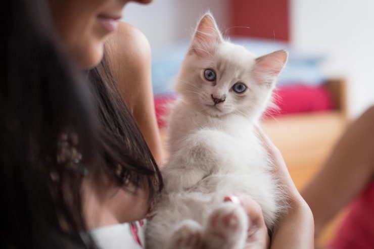 gatto terapia