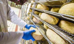 Avellino, una nuova casa per il pecorino di Bagnoli Irpino: nasce la Tenuta RòSole