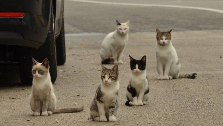 Come viaggiare in sicurezza con gli animali domestici - mandamentonotizie.it - 20250728