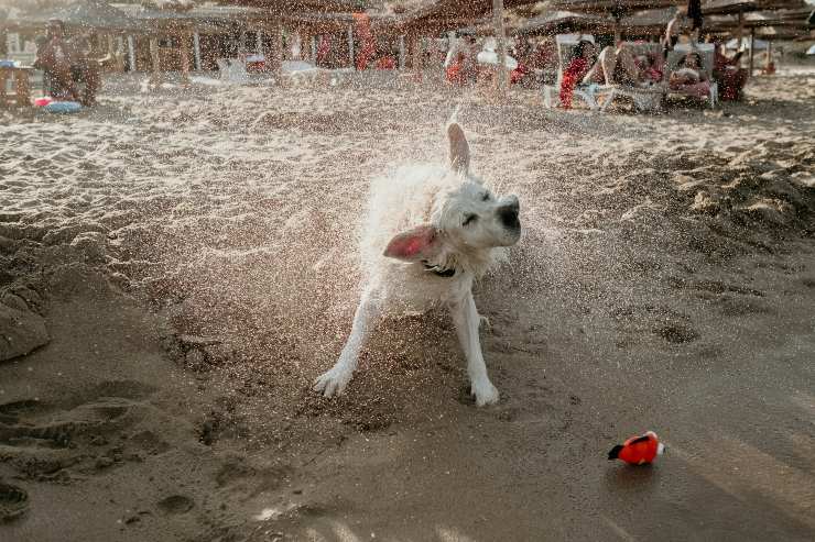 cane bagnato
