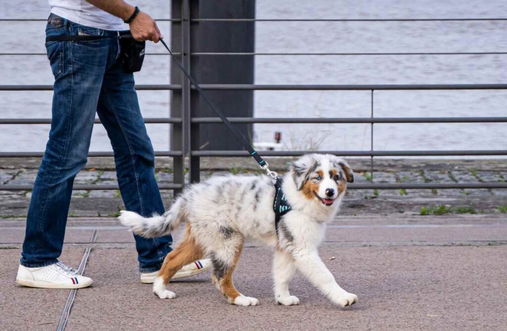 cane guinzaglio