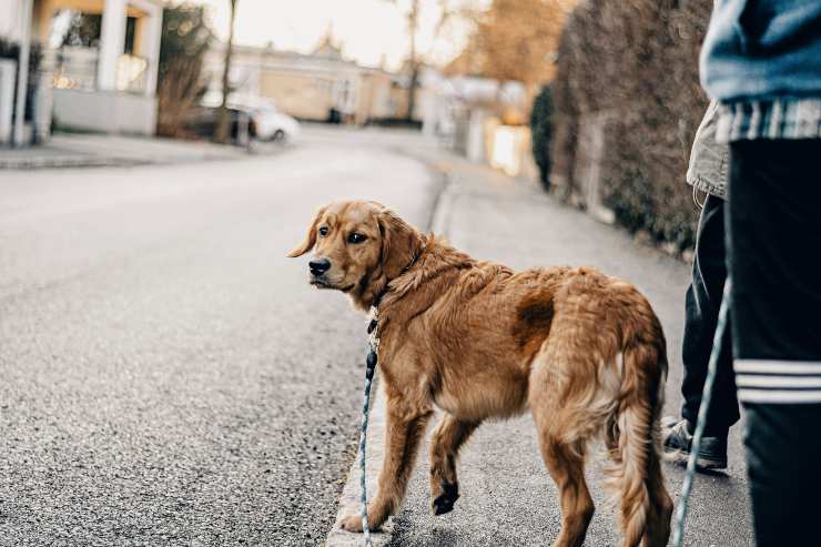 cane su strada