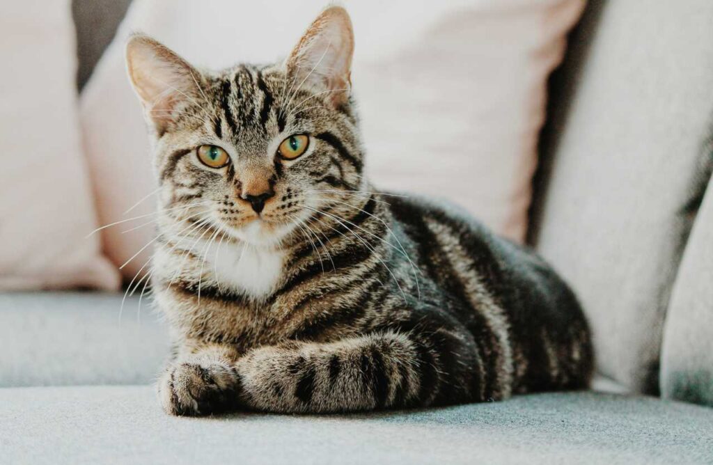 gatti in condominio