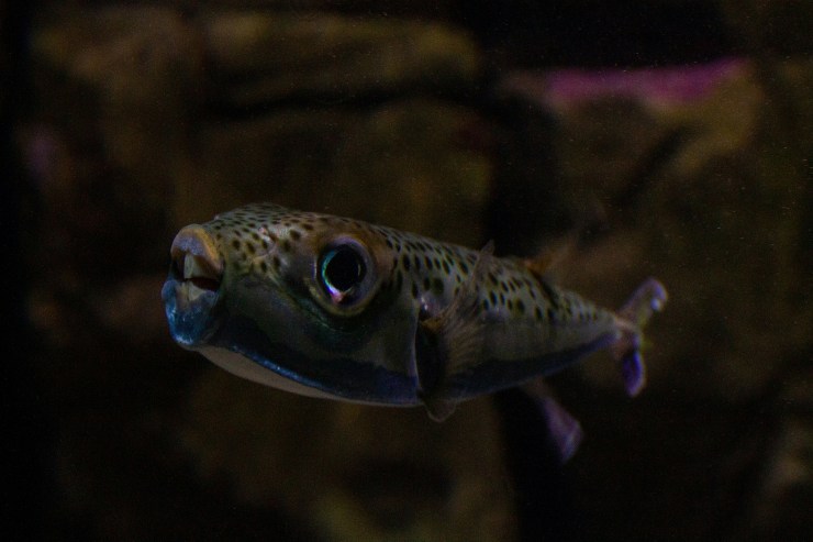 pesce palla maculato