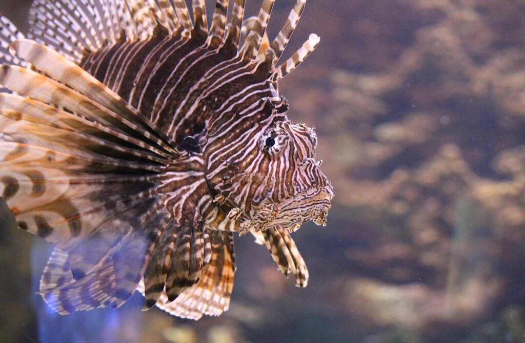 pesce scorpione in Italia