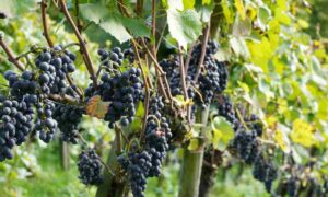 L'Irpinia riparte dall'enoturismo: il progetto Vitigni Irpini e il rilancio del territorio