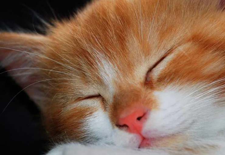 Gatto che dorme